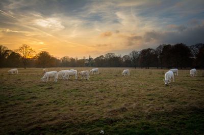 Sheep on landscape against sky during sunset
