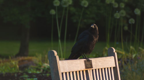 Close-up of bird perching on grass