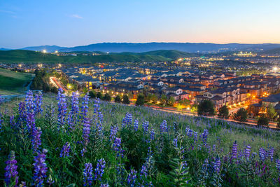 Spring wildflowers blossoming in san ramon, tri-valley, california