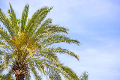 Low angle view of palm tree against sky