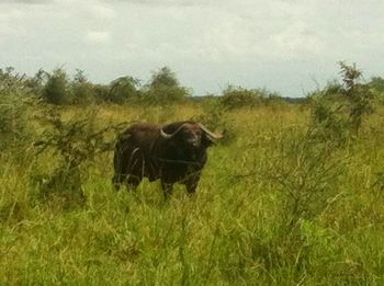 Horse grazing on grassy field
