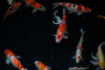 View of koi fish in water