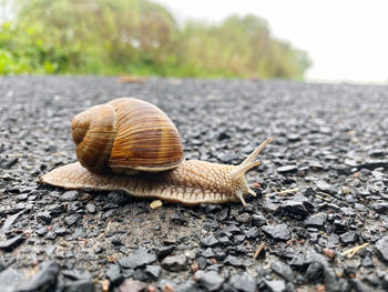 Close-up of snail