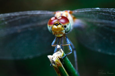 Close-up of insect on leaf