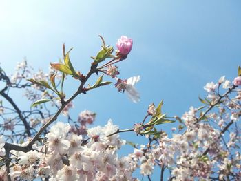 Low angle view of cherry blossom tree