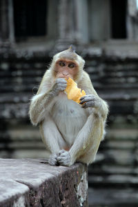 Cute monkey eating