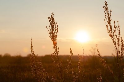 Close-up of grass growing in field at sunset