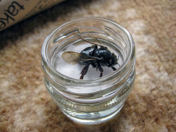 Mummified bee. jersey, channel islands. high angle view of insect on table.