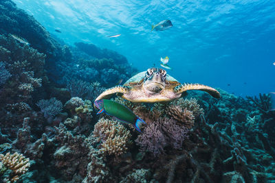 Green sea turtle pose close to the healthy coral reef in australia