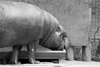 Hippopotamus feeding in container at zoo