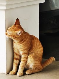 Close-up of a cat looking away