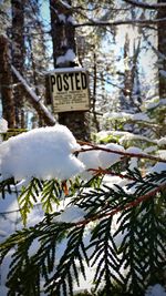 Snow covered pine tree in forest during winter