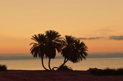 Amazing view of silhouette palm trees on beach against sky during sunset