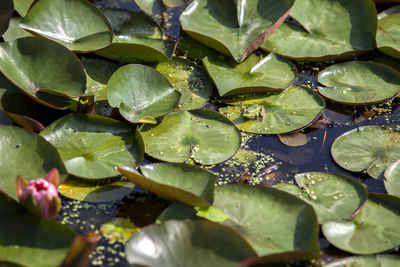 Full frame shot of leaves on pond
