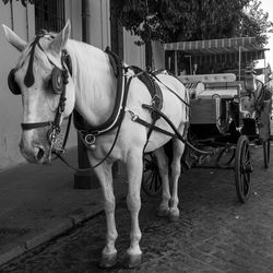 Horse cart on street in city