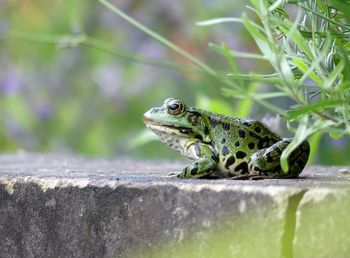 Close-up of a lizard on wall