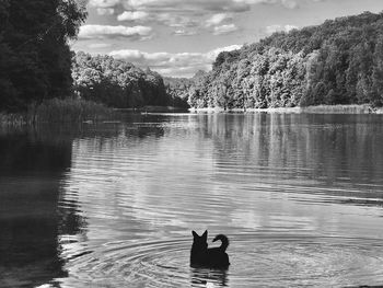 View of ducks swimming in lake