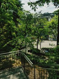 Trees along plants in park