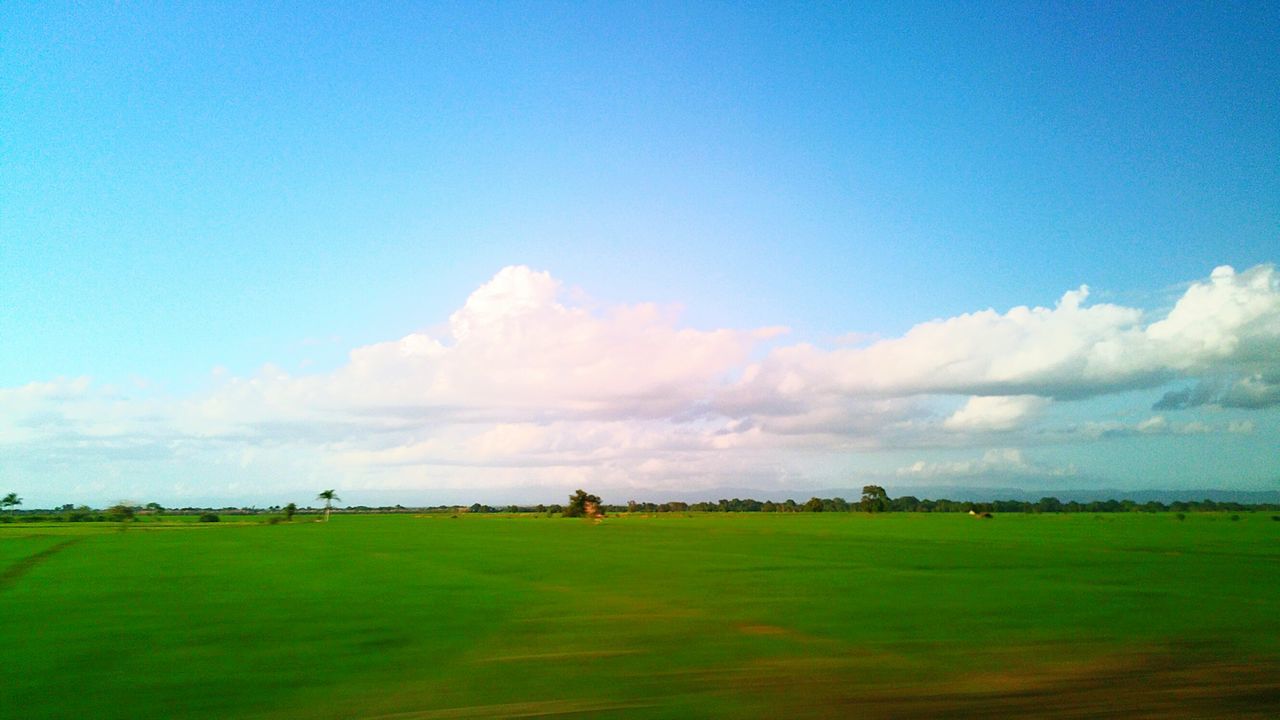 sky, blue, nature, grass, scenics, landscape, beauty in nature, day, cloud - sky, tranquility, field, growth, agriculture, outdoors, no people, tree, animal themes