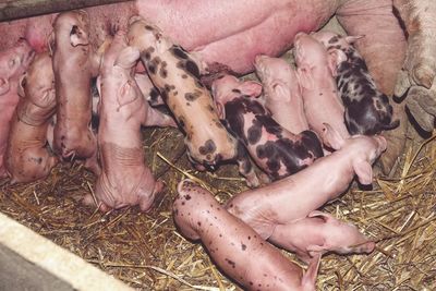 High angle view of suckling piglets feeding 