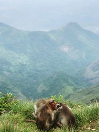 Monkey in a mountain