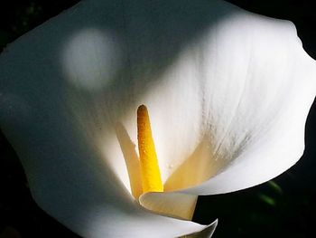 Close-up of white flowers