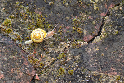High angle view of snail on ground