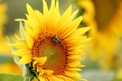 Close-up of honey bee on sunflower