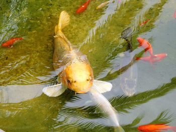 High angle view of koi carps swimming in lake