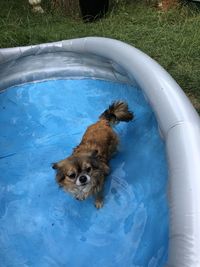 High angle view of dog in swimming pool