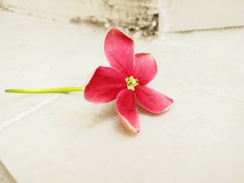 High angle view of pink flowering plant