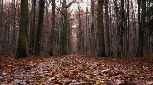 Fallen trees in forest during autumn