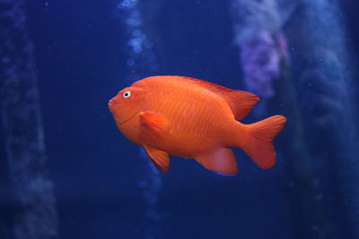 Close-up of orange fish in aquarium