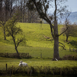 Cow in a meadow in the countryside in the brionnais in burgundy in spring