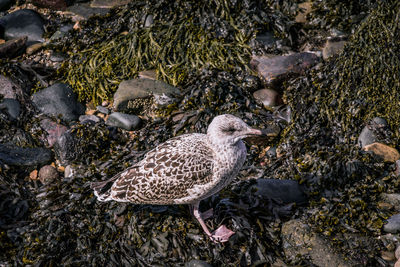 High angle view of birds perching on rock