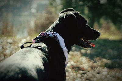 Close-up of dog standing outdoors