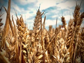 Close-up of stalks in field against sky