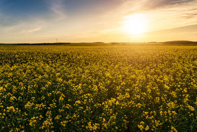 Rapeseed Field