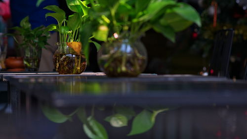 Close-up of potted plant
