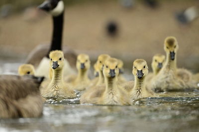 Close-up of birds in water