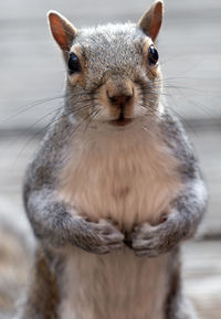 Squirrel on its hind legs looking for a hand out