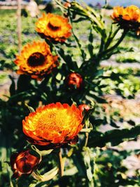 Close-up of orange rose flower