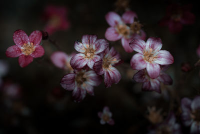 Close-up of pink flowering plants