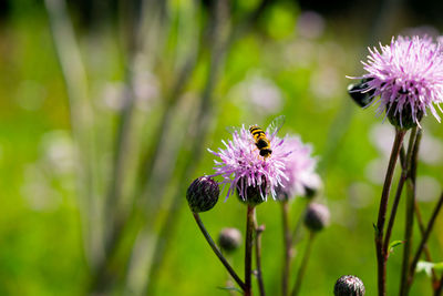 Close-up of insect on purple flower