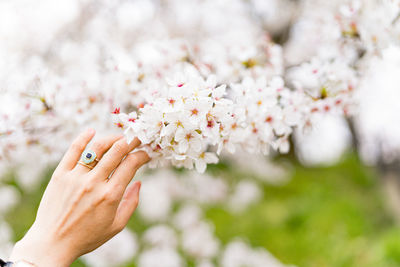 Close-up of hand holding cherry blossom