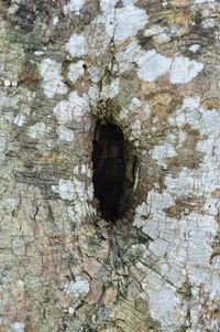 Close-up of tree trunk