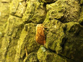 Close-up of butterfly on leaf