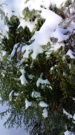 Close-up of frozen tree during winter