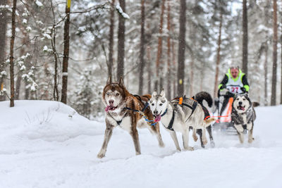 Dog running on snow covered land