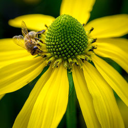 Close-up of yellow flower